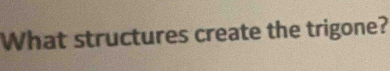 What structures create the trigone?