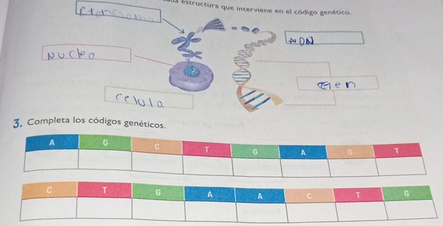 Un estructura que interviene en el código genético. 
3. Completa los códigos genéticos.