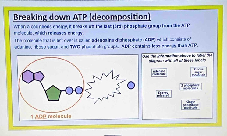 Breaking down ATP (decomposition) 
When a cell needs energy, it breaks off the last (3rd) phosphate group from the ATP 
molecule, which releases energy. 
The molecule that is left over is called adenosine diphosphate (ADP) which consists of 
adenine, ribose sugar, and TWO phosphate groups. ADP contains less energy than ATP. 
se the information above to label the 
diagram with all of these labels 
Adenine Ribose 
molecule molécule sugar
2 phosphate molecules 
Energy 
released 
Single 
phosphate molecule