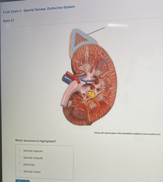 adrenal capsule
adrenal medulla
pancreas
adrenal cortex