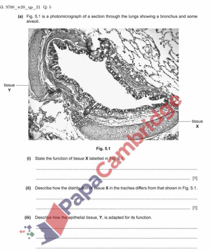 63.9700_w20_qp_21 Q:5 
(a) Fig. 5.1 is a photomicrograph of a section through the lungs showing a bronchus and some 
alveoli. 
ti 
(i) State the function of tissue X labelled in Fig. 5. 
_ 
_[1] 
(ii) Describe how the distribution of tissue X in the trachea differs from that shown in Fig. 5.1. 
_ 
_[1] 
(iii) Describe how the epithelial tissue, Y, is adapted for its function. 
_ 
_ 
_