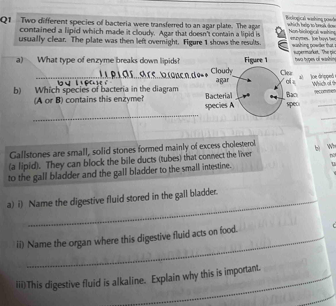 Biological washing powd 
Q1 Two different species of bacteria were transferred to an agar plate. The agar which help to break dow 
contained a lipid which made it cloudy. Agar that doesn't contain a lipid is Non-biological washing 
enzymes. Joe buys two 
usually clear. The plate was then left overnight. Figure 1 shows the results. 
washing pow de that 
supermarket. The pic 
a) What type of enzyme breaks down lipids? types of washin 
_) Joe dripped 
b) Which species of bacteria in the diagram Which of th 
(A or B) contains this enzyme? recommen 
_ 
_ 
_ 
Gallstones are small, solid stones formed mainly of excess cholesterol 
b) Wh 
(a lipid). They can block the bile ducts (tubes) that connect the liver 
no 
to the gall bladder and the gall bladder to the small intestine. 
ta 
a) i) Name the digestive fluid stored in the gall bladder. 
ii) Name the organ where this digestive fluid acts on food. 
C 
iii)This digestive fluid is alkaline. Explain why this is important. 
_
