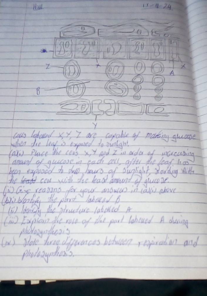 How 12-8-24
ei
90
8B

Z D 4 60 A 
O 
B D
Y
couo laboad x y, I are capable of maring guease 
When die leay is expased to ounigh!. 
(axi Place the cous x, y and I im order of increasing 
amound of guecose in each aall after the leaf has 
ban expoocd to dwo hours of suplight sarding with 
the cou with die leaat around of qucaze. 
(is Gire reasons for your anowlers in talli above 
Chirldealiy the part labeuad B 
(i) ldorigy the piruture laboled A 
(n) Eapiain the rave of the part labeued. A during 
phclooyoflesis 
(v ) glate torme differences between repiration and 
photosyndhess.