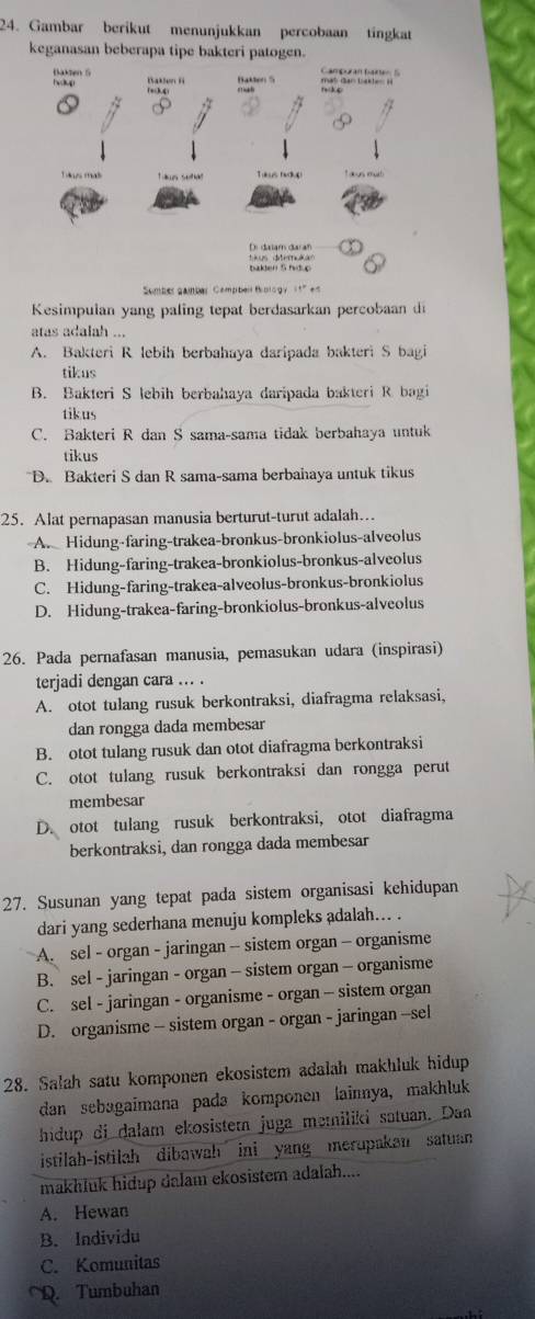 Gambar berikut menunjukkan percobaan tingkat
keganasan beberapa tipe bakteri patogen.
Dakzen 5 Baklen ii Baklen 5 mab Gan Loaklen H Campuraf bataS
(s).0
I aus sot ka! " an mudh
Di dalam daran
tius diteruón
baklen S hidup
Sember gamber Compber timlogy 1t' es
Kesimpulan yang paling tepat berdasarkan percobaan di
atas adalah ...
A. Bakteri R lebih berbahaya daripada bakteri S bagi
tikus
B. Bakteri S lebih berbahaya daripada bakteri R bagi
tikus
C. Bakteri R dan S sama-sama tidak berbahaya untuk
tikus
D. Bakteri S dan R sama-sama berbahaya untuk tikus
25. Alat pernapasan manusia berturut-turut adalah…
A. Hidung-faring-trakea-bronkus-bronkiolus-alveolus
B. Hidung-faring-trakea-bronkiolus-bronkus-alveolus
C. Hidung-faring-trakea-alveolus-bronkus-bronkiolus
D. Hidung-trakea-faring-bronkiolus-bronkus-alveolus
26. Pada pernafasan manusia, pemasukan udara (inspirasi)
terjadi dengan cara ... .
A. otot tulang rusuk berkontraksi, diafragma relaksasi,
dan rongga dada membesar
B. otot tulang rusuk dan otot diafragma berkontraksi
C. otot tulang rusuk berkontraksi dan rongga perut
membesar
D. otot tulang rusuk berkontraksi, otot diafragma
berkontraksi, dan rongga dada membesar
27. Susunan yang tepat pada sistem organisasi kehidupan
dari yang sederhana menuju kompleks adalah... .
Asel - organ - jaringan - sistem organ - organisme
B. sel - jaringan - organ - sistem organ - organisme
C. sel - jaringan - organisme - organ - sistem organ
D. organisme - sistem organ - organ - jaringan -sel
28. Salah satu komponen ekosistem adalah makhluk hidup
dan sebagaimana padə komponen lainnya, makhluk
hidup di dalam ekosister juga memiliki satuan. Dan
istilah-istilah dibawah ini yang merupakan satuan 
makhluk hidup dalam ekosistem adalah....
A. Hewan
B. Individu
C. Komunitas
Q. Tumbuhan