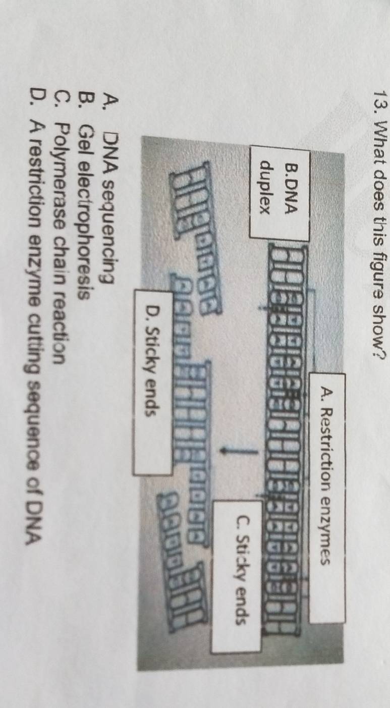 What does this figure show?
A. DNA sequencing
B. Gel electrophoresis
C. Polymerase chain reaction
D. A restriction enzyme cutting sequence of DNA