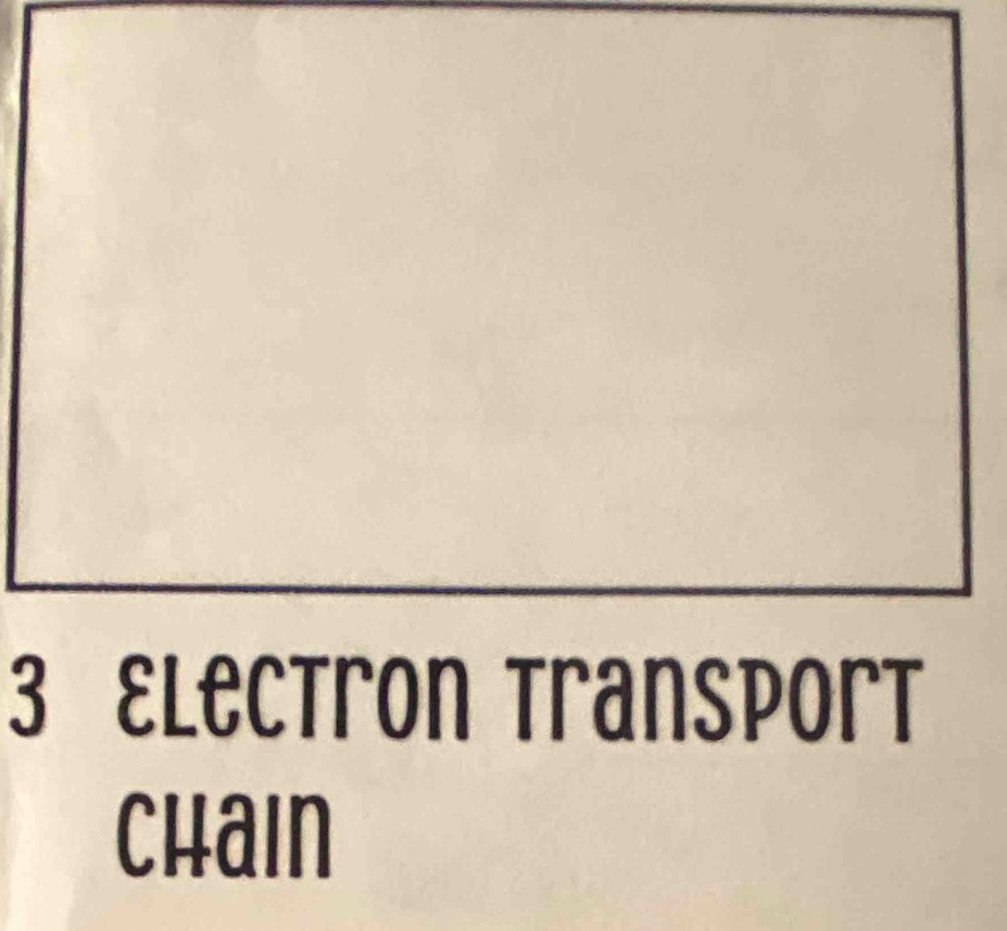 Electron Transport 
Chain