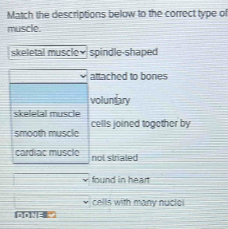 Solved: Match the descriptions below to the correct type of muscle ...