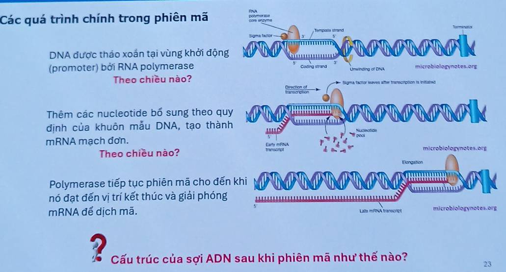 Các quá trình chính trong phiên mã PNA 
DNA được tháo xoán tại vùng khởi động 
(promoter) bởi RNA polymerase 
Theo chiều nào? 
Thêm các nucleotide bổ sung theo quy 
định của khuôn mẫu DNA, tạo thành 
mRNA mạch đơn. 
Theo chiều nào? 
Polymerase tiếp tục phiên mã cho đến 
nó đạt đến vị trí kết thúc và giải phóng 
mRNA để dịch mã.g 
2 Cấu trúc của sợi ADN sau khi phiên mã như thế nào? 
23