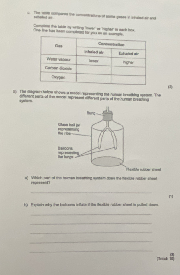 The table compares the concentrations of some gases in inhaled air and 
ewhaled air. 
Complate the table by writing 'lower' or 'higher' in each box. 
One line has been completed for you as an 
(2) 
5) The diagram below shows a model representing the human breathing system. The 
different parts of the model represent different parts of the human breathing 
system. 
a) Which part of the human breathing system does the flexible rubber sheet 
represent? 
_ 
(1) 
b) Explain why the balloons inflate if the flexible rubber sheet is pulled down. 
_ 
_ 
_ 
_ 
_ 
(3) 
(Total: 10)