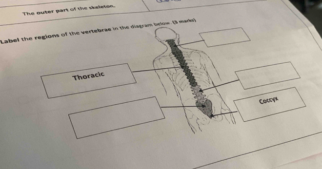 The outer part of the skeleton. 
Label the regions of the vertebrae in the diagram below. (3 marks) 
Thoracic 
Coccyx