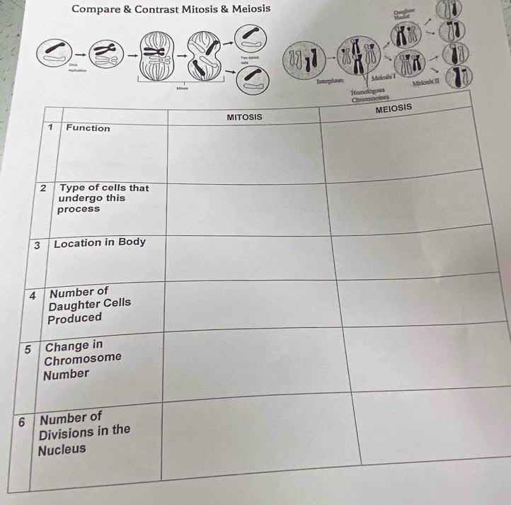 Compare & Contrast Mitosis & Meiosis 
6