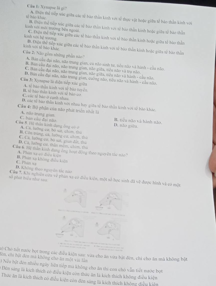 Xynapse là gì?
tế bảo khác
A. Điện thể tiếp xúc giữa các tế bảo thằn kinh với tế thực vật hoặc giữa tế bảo thần kinh với
B. Điện thể tiếp xúc giữa các tế báo thằn kinh với tế bão thần kinh hoặc giữa tế bão thần
kinh với môi trường bên ngoài.
C. Điện thể tiếp xúc giữa các tế báo thần kinh với tế bảo thần kinh hoặc giữa tế bảo thần
kinh với hệ xuong
D. Điện thể tiếp xúc giữa các tế báo thần kinh với tể bảo thần kinh hoặc giữa tế bảo thần
kinh với tế bảo khác
Câu 2: Não gồm những phần nào?
A. Bản cầu đại não, não trung gian, củ não sinh tư, tiêu não và hành - cầu não.
B. Bán cầu đại não, não trung gian, não giữa, tiêu não và trụ não.
C. Bán cầu đại não, não trung gian, não giữa, tiểu não và hành - cầu não.
D. Bán cầu đại não, não trung gian, cuống não, tiêu não và hành - cầu não.
Câu 3: Xynapse là diện tiếp xúc giữa
A. tế * bào thần kinh với tế bào tuyền.
B. tế báo thần kinh với tể bào cơ
C. các tế bảo ở cạnh nhau.
D. các tế bảo thần kinh với nhau hay giữa tế bão thần kinh với tế bảo khác.
Câu 4: Bộ phận của não phát triển nhật là
A. não trung gian. B. tiểu não và hành não.
C. bán cầu đại não
Câu 5. Hệ thần kinh dạng ống có ở
D. não giữa.
A Cá, lưỡng cư, bỏ sát, chim, thủ
B. Côn trùng, cá, lưỡng cư, chim, thủ
C. Cá, lưỡng cư, bỏ sát, giun đất, thủ
D. Cá, lưỡng cư, thân mêm, chim, thủ
Câu 6. Hệ thần kinh đạng ông hoạt động theo nguyên tắc nào?
A. Phân xã có điều kiện
B. Phân xạ không điều kiện
C. Phán xạ
D. Không theo nguyên tắc nào
số phát biểu như sau:
Cầu 7. Khi nghiên cứa về phản xạ có điều kiện, một số học sinh đã vẽ được hình và có một
a) Chó tiết nước bọt trong các điều kiện sau: vừa cho ăn vừa bật đèn, chỉ cho ăn mà không bật
đèn, chỉ bật đên mả không cho ăn một vài lần
) Nu bật đên nhiều ngày liên tiếp mà không cho ăn thì con chỏ vẫn tiết nước bọt
Đèn sáng là kích thích có điều kiện còn thức ăn là kích thích không điều kiện
Thức ăn là kích thích có điều kiện còn đèn sáng là kích thích không điều kiện