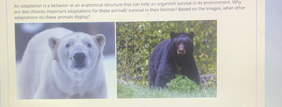 An adaptation is a behavior or an anatomical structure that can help an organism survive in its environment. Why 
are diet choices important adaptations for these animals' survival in their biomes? Based on the images, what other