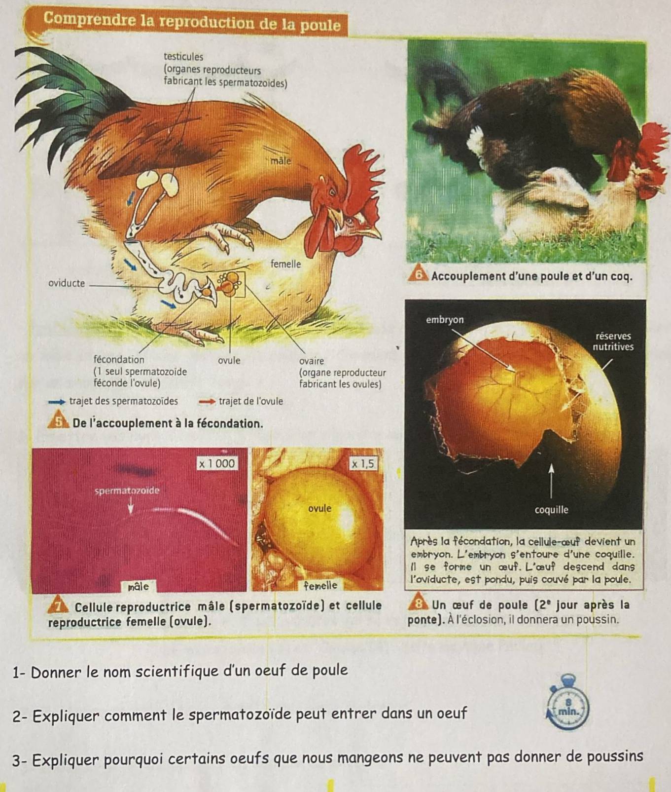 Comprendre la reproduction de la poule 
testicules 
(organes reproducteurs 
fabricant les spermatozoïdes) 
māl 
femelle 
oviducte 
fécondation ovule ovaire 
(1 seul spermatozoïde (organe reproducteur 
féconde l'ovule) fabricant les ovules) 
trajet des spermatozoïdes trajet de l'ovule 
n De l'accouplement à la fécondation. 
x 1 000 x1,5
spermatozoïde 
ovule 
Après la fécondation, la cellule-œuf devient un 
embryon. L'embryon s'entoure d'une coquille. 
ll se forme un œuf. L'œuf descend dans 
mâle femelle 
l'oviducte, est pondu, puis couvé par la poule. 
Cellule reproductrice mâle (spermatozoïde) et cellule Un œuf de poule (2^e jour après la 
reproductrice femelle (ovule). ponte). À l'éclosion, il donnera un poussin. 
1- Donner le nom scientifique d'un oeuf de poule 
2- Expliquer comment le spermatozoïde peut entrer dans un oeuf min 
3- Expliquer pourquoi certains oeufs que nous mangeons ne peuvent pas donner de poussins