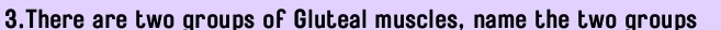 There are two groups of Gluteal muscles, name the two groups