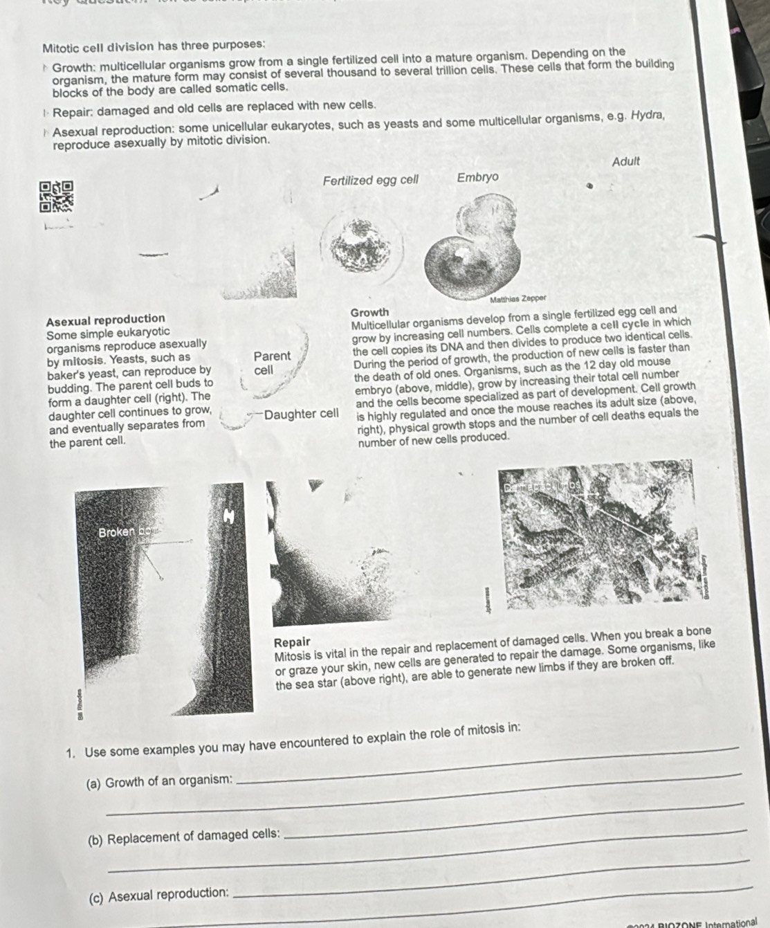 Mitotic cell division has three purposes: 
* Growth: multicellular organisms grow from a single fertilized cell into a mature organism. Depending on the 
organism, the mature form may consist of several thousand to several trillion cells. These cells that form the building 
blocks of the body are called somatic cells. 
l*Repair: damaged and old cells are replaced with new cells. 
Asexual reproduction: some unicellular eukaryotes, such as yeasts and some multicellular organisms, e.g. Hydra, 
reproduce asexually by mitotic division. 
Adult 
Fertilized egg cell Embryo 
Matthias Zepper 
Asexual reproduction Growth 
Some simple eukaryotic Multicellular organisms develop from a single fertilized egg cell and 
organisms reproduce asexually grow by increasing cell numbers. Cells complete a cell cycle in which 
by mitosis. Yeasts, such as Parent the cell copies its DNA and then divides to produce two identical cells. 
baker's yeast, can reproduce by cell During the period of growth, the production of new cells is faster than 
budding. The parent cell buds to the death of old ones. Organisms, such as the 12 day old mouse 
form a daughter cell (right). The embryo (above, middle), grow by increasing their total cell number 
and the cells become specialized as part of development. Cell growth 
daughter cell continues to grow, Daughter cell is highly regulated and once the mouse reaches its adult size (above, 
and eventually separates from 
the parent cell. right), physical growth stops and the number of cell deaths equals the 
number of new cells produced. 
Repair 
Mitosis is vital in the repair and replacement of damaged cells. When you break a bone 
or graze your skin, new cells are generated to repair the damage. Some organisms, like 
the sea star (above right), are able to generate new limbs if they are broken off. 
_ 
1. Use some examples you may have encountered to explain the role of mitosis in: 
_ 
(a) Growth of an organism: 
_ 
_ 
(b) Replacement of damaged cells: 
(c) Asexual reproduction: 
_ 
_ 
2024 BIOZONE International