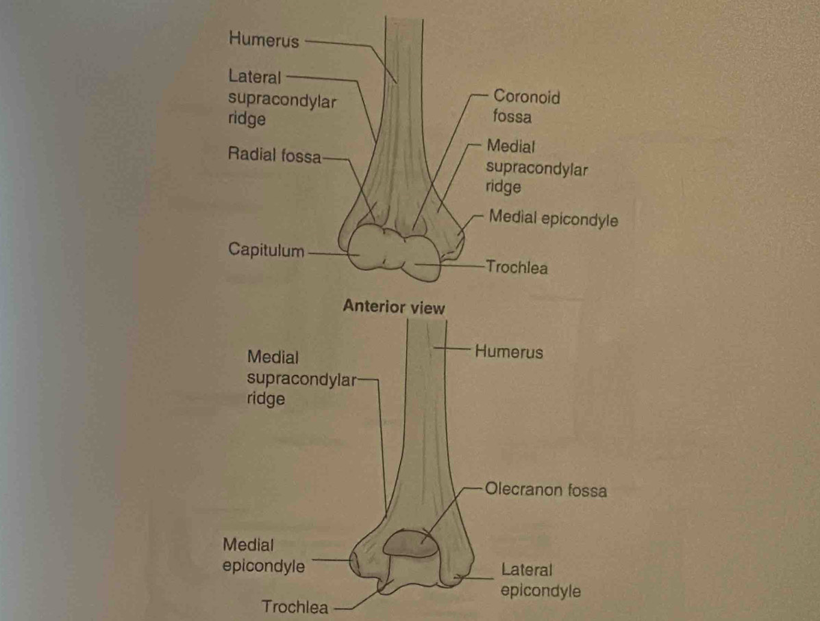 epicondyle 
Trochlea