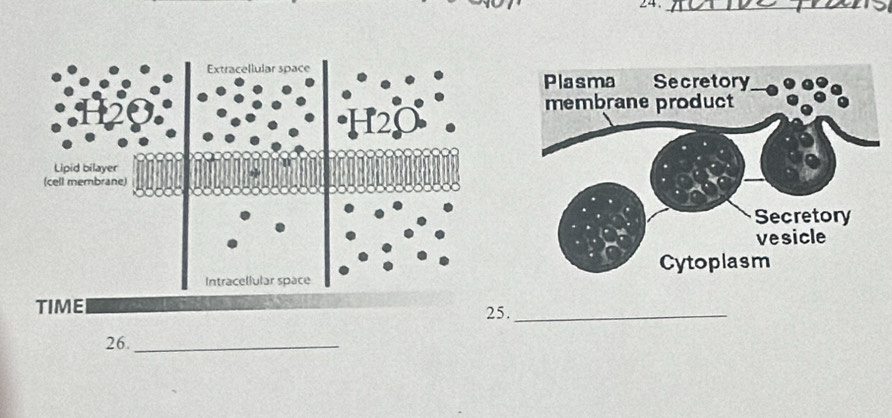 25._ 
26._