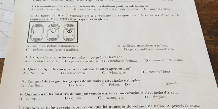 Os mamíferos excretam os produtos do metabolismo proteico sob forma de:
A - ácido úrico e água B - amónia e água C -- ácido úrico e ureia D - amónia e ureia
2. As figura A, B e C representam a circulação do sangue nos diferentes vertebrados. Os
esquemas A, B e C referem-se respectivamente a...
A - anfíbios, peixes e mamíferos; B - anfíbios, mamiferos e peixes;
C - peixes, mamíferos e anfíbios. D - peixe, anfíbios e mamíferos;
3. A trajectória coração → pulmão → coração é chamada...
A - circulação aberta; C - grande circulação. B - circulação fechada. D - pequena circulação.
4. Qual é o tipo de rim que os mamíferos adultos apresentam?
A - Pronefro B - Mesonefro C - Metanefro D - Protonefrídeo
5 . Em qual dos seguintes grupos de animais a circulação é simples?
A - Anfibios B - Aves C - Peixes D - Répteis
6. Quando não há mistura de sangue venoso e arterial no coração, a circulação diz-se...
A - completa. B - dupla. C - incompleta. D - simples.
7. Quando se bebe cerveja, observa-se que há aumento do volume de urina. A provável causa