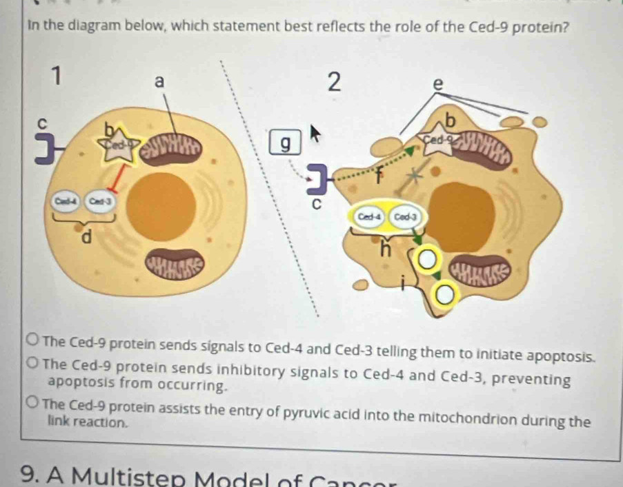 In the diagram below, which statement best reflects the role of the Ced- 9 protein?
The Ced- 9 protein sends signals to Ced -4 and Ced -3 telling them to initiate apoptosis.
The Ced- 9 protein sends inhibitory signals to Ced -4 and Ced -3, preventing
apoptosis from occurring.
The Ced- 9 protein assists the entry of pyruvic acid into the mitochondrion during the
link reaction.
9. A Multistep Model of C an c