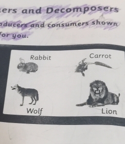 ers and Decomposers 
oducers and consumers shown 
for you. 
Rabbit Carrot 
Wolf Lion