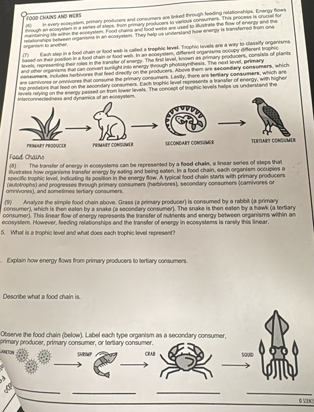 FOOD CHAINS AND WEBS
(6) In every ecosystem, primary producers and consumers are linked through feeding relationships. Energy flows
through an ecosystem in a series of steps, from primary producers to various consumers. This process is crucial for
maintaining life within the ecosystem. Food chains and food webs are used to illustrate the flow of energy and the
relationships between organisms in an ecosystem. They help us understand how energy is transferred from one
organism to another.
(7) Each step in a food chain or food web is called a trophic Ievel. Trophic levels are a way to classify organisms
based on their position in a food chain or food web. In an ecosystem, different organisms occupy different trophic
levels, representing their roles in the transfer of energy. The first level, known as primary producers, consists of plants
and other organisms that can convert sunlight into energy through photosynthesis. The next level, primary
consumers, includes herbivores that feed directly on the producers. Above them are secondary consumers, which
are carnivores or omnivores that consume the primary consumers. Lastly, there are tertiary consumers, which are
top predators that feed on the secondary consumers. Each trophic level represents a transfer of energy, with higher
he energy passed on from lower levels. The concept of trophic levels helps us understand the
Food Chairs
(8)  The transfer of energy in ecosystems can be represented by a food chain, a linear series of steps that
illustrates how organisms transfer energy by eating and being eaten. In a food chain, each organism occupies a
specific trophic level, indicating its position in the energy flow. A typical food chain starts with primary producers
(autotrophs) and progresses through primary consumers (herbivores), secondary consumers (carnivores or
omnivores), and sometimes tertiary consumers.
(9) Analyze the simple food chain above. Grass (a primary producer) is consumed by a rabbit (a primary
consumer), which is then eaten by a snake (a secondary consumer). The snake is then eaten by a hawk (a tertiary
consumer). This linear flow of energy represents the transfer of nutrients and energy between organisms within an
ecosystem. However, feeding relationships and the transfer of energy in ecosystems is rarely this linear.
5. What is a trophic level and what does each trophic level represent?
. Explain how energy flows from primary producers to tertiary consumers.
Describe what a food chain is.
Observe the food chain (below). Label each type organism as a secondary consumer,
primary producer, primary consumer, or tertiary consumer.
LANKTON SHRIMP CRAB squid
a
_
_
__
o science