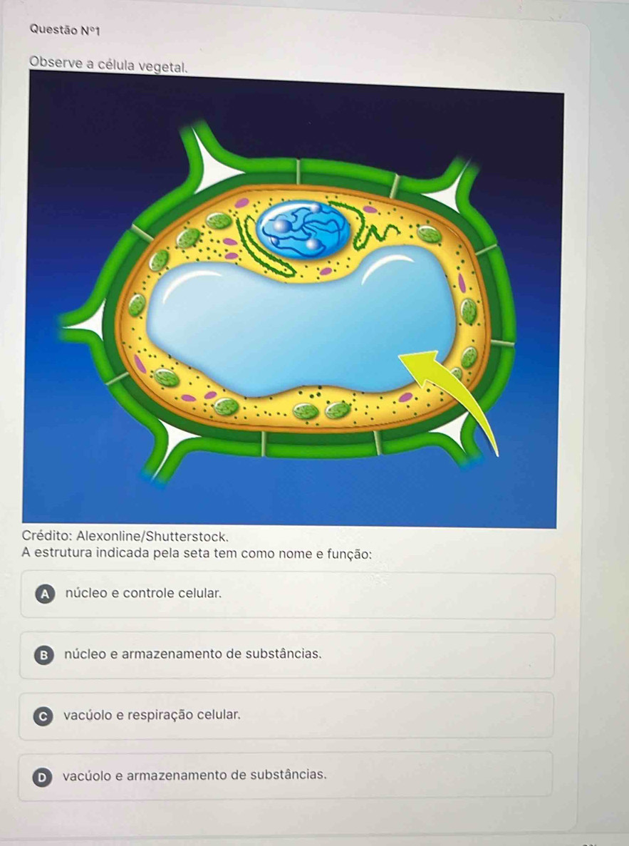 Questão N°1 
Ob

A estrutura indicada pela seta tem como nome e função:
A núcleo e controle celular.
Bnúcleo e armazenamento de substâncias.
C vacúolo e respiração celular.
Do vacúolo e armazenamento de substâncias.