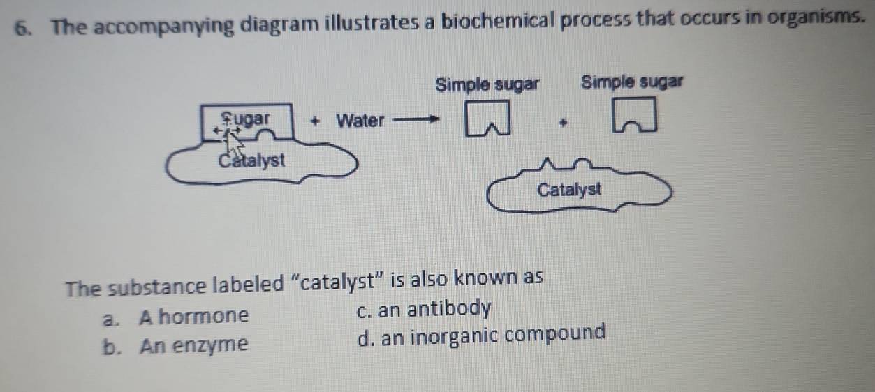 The accompanying diagram illustrates a biochemical process that occurs in organisms.
The substance labeled “catalyst” is also known as
a. A hormone c. an antibody
b. An enzyme d. an inorganic compound