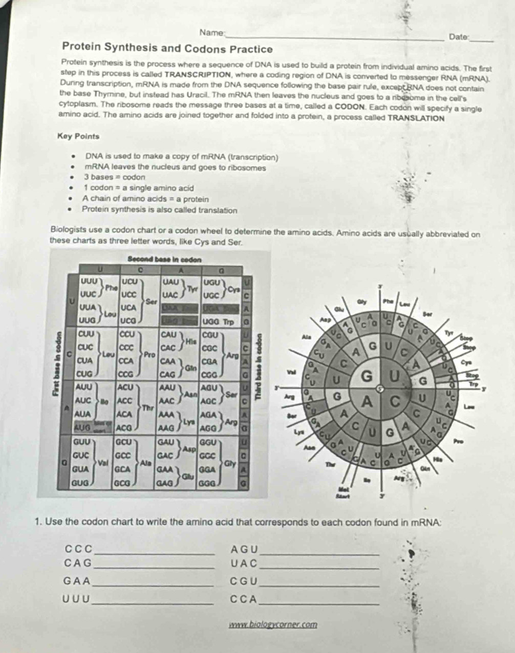 Name _Date 
Protein Synthesis and Codons Practice 
Proteín synthesis is the process where a sequence of DNA is used to build a protein from individual amino acids. The first 
step in this process is called TRANSCRIPTION, where a coding region of DNA is converted to messenger RNA (mRNA). 
During transcription, mRNA is made from the DNA sequence following the base pair rule, excep, RNA does not contain 
the base Thyrnine, but instead has Uracil. The mRNA then leaves the nucleus and goes to a nbosome in the cell's 
cytoplasm. The ribosome reads the message three bases at a time, called a CODON. Each codon will specify a single 
amino acid. The amino acids are joined together and folded into a protein, a process called TRANSLATION 
Key Points 
DNA is used to make a copy of mRNA (transcription) 
mRNA leaves the nucleus and goes to ribosomes
3 bases = codon
1 codon = a single amino acid 
A chain of amino acids = a protein 
Protein synthesis is also called translation 
Biologists use a codon chart or a codon wheel to determine the amino acids. Amino acids are usually abbreviated on 
these charts as three letter words, like Cys and Ser. 





1. Use the codon chart to write the amino acid that corresponds to each codon found in mRNA: 
C C C_ AG U_ 
CAG _UA C_ 
GAA_ C G U_ 
U U U_ C C A_ 
www.biologycorner.com