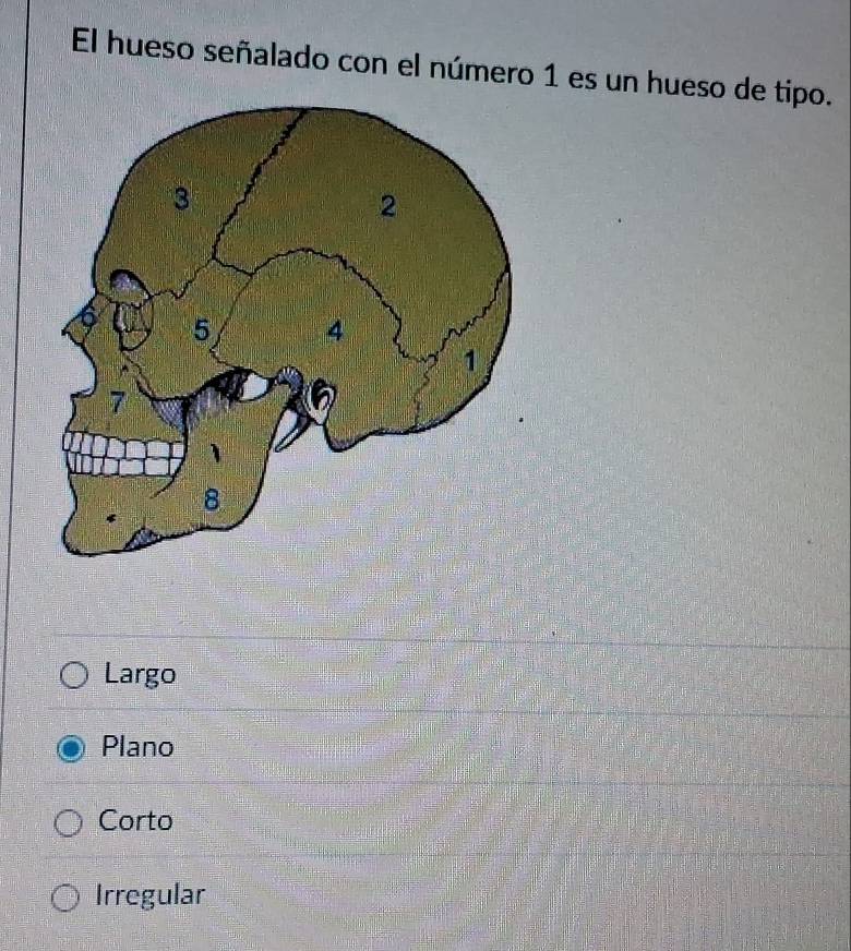 El hueso señalado con el número 1 es un hueso de tipo.
Largo
Plano
Corto
Irregular