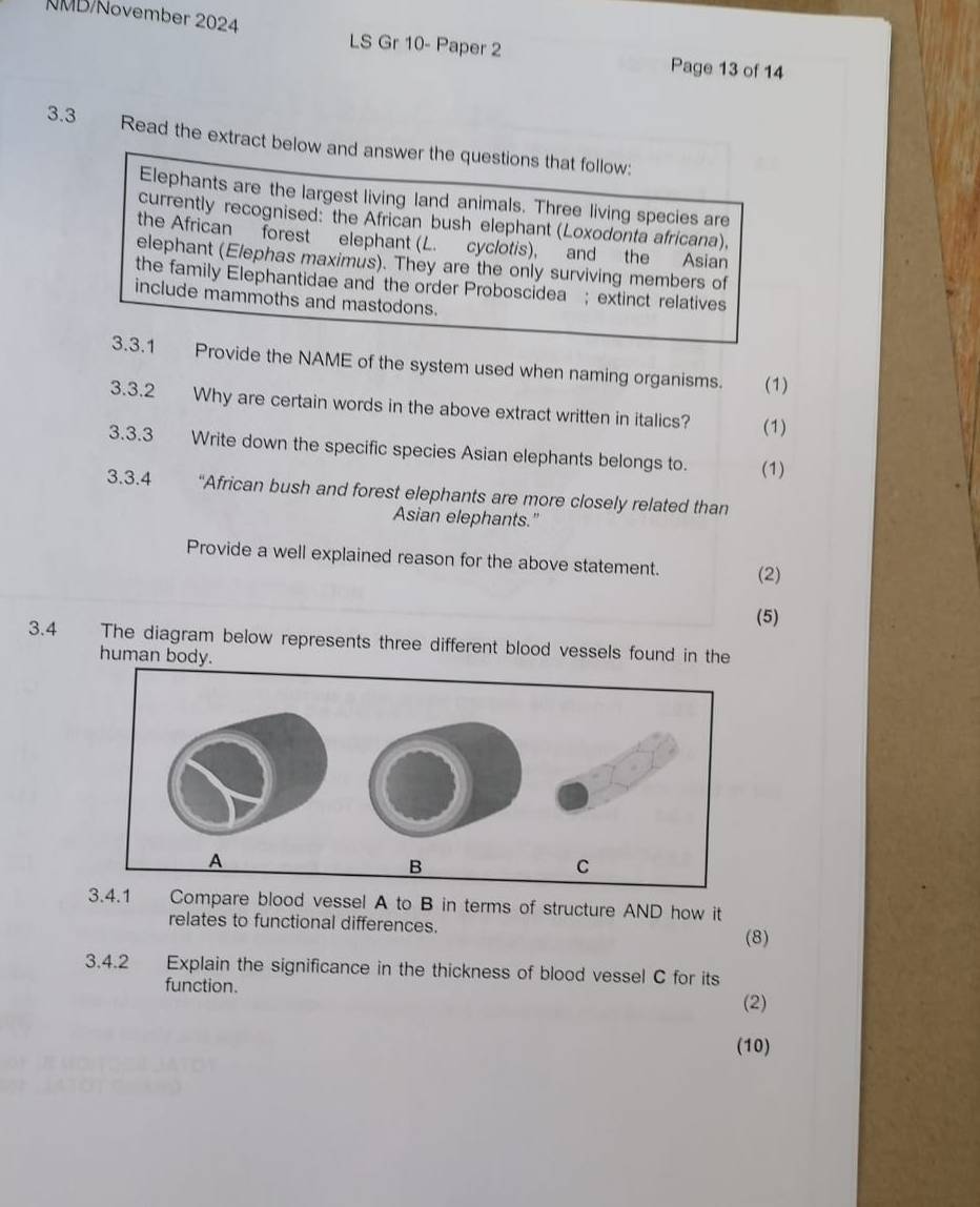 NMB/November 2024 
LS Gr 10- Paper 2 Page 13 of 14 
3.3 Read the extract below and answer the questions that follow: 
Elephants are the largest living land animals. Three living species are 
currently recognised: the African bush elephant (Loxodonta africana), 
the African forest elephant (L. cyclotis), and the Asian 
elephant (Elephas maximus). They are the only surviving members of 
the family Elephantidae and the order Proboscidea ;extinct relatives 
include mammoths and mastodons. 
3.3.1 Provide the NAME of the system used when naming organisms. (1) 
3.3.2 Why are certain words in the above extract written in italics? (1) 
3.3.3 Write down the specific species Asian elephants belongs to. (1) 
3.3.4 “African bush and forest elephants are more closely related than 
Asian elephants." 
Provide a well explained reason for the above statement. (2) 
(5) 
3.4 The diagram below represents three different blood vessels found in the 
human body. 
Compare blood vessel A to B in terms of structure AND how it 
relates to functional differences. 
(8) 
3.4.2 Explain the significance in the thickness of blood vessel C for its 
function. 
(2) 
(10)