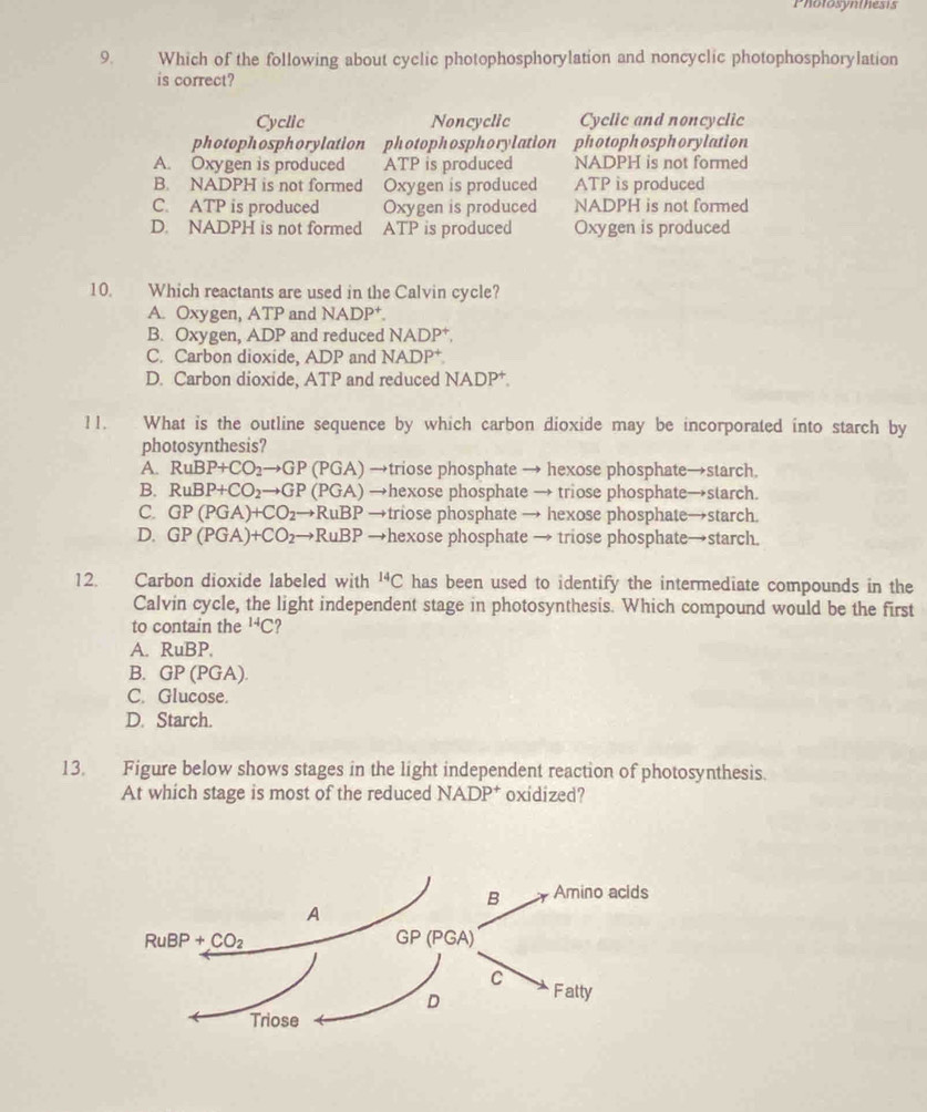 Photosynlhesis
9. Which of the following about cyclic photophosphorylation and noncyclic photophosphorylation
is correct?
Cyclic Noncyclic Cyclic and noncyclic
photophosphorylation photophosphorylation photophosphorylation
A. Oxygen is produced ATP is produced NADPH is not formed
B. NADPH is not formed Oxygen is produced ATP is produced
C. ATP is produced Oxygen is produced NADPH is not formed
D. NADPH is not formed ATP is produced Oxygen is produced
10. Which reactants are used in the Calvin cycle?
A. Oxygen, ATP and NADP^+
B. Oxygen, ADP and reduced NADP†.
C. Carbon dioxide, ADP and NADP†
D. Carbon dioxide, ATP and reduced NADP†.
11. What is the outline sequence by which carbon dioxide may be incorporated into starch by
photosynthesis?
A. RuBP+CO_2to GP (PGA) →triose phosphate → hexose phosphate→starch.
B. RuBP+CO_2to GP (PGA) →hexose phosphate → triose phosphate→starch.
C. GP(PGA)+CO_2to RuBP →triose phosphate → hexose phosphate→starch.
D. GP(PGA)+CO_2to RuBP →hexose phosphate → triose phosphate→starch.
12. Carbon dioxide labeled with^(14)C has been used to identify the intermediate compounds in the
Calvin cycle, the light independent stage in photosynthesis. Which compound would be the first
to contain the^(14)C
A. RuBP.
B. GP(PG/ A)
C. Glucose.
D. Starch.
13. Figure below shows stages in the light independent reaction of photosynthesis.
At which stage is most of the reduced NADP^+ oxidized?