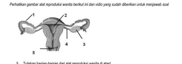 Perhatikan gambar alat reproduksi wanita berikut ini dan vidio yang sudah diberikan untuk menjawab soal 
6 Tuliskan bagian-bagian dari alət reproduksi wanita di atas!