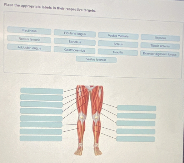 Place the appropriate labels in their respective targets.
Pectineus Fibularis longus Vastus medialis Iliopscas
Rectus femoris Sartorius Soleus Tibialis anterior
Adductor longus Gastrocnemius Gracilis Extensor digitorum langus
Vastus lateralis