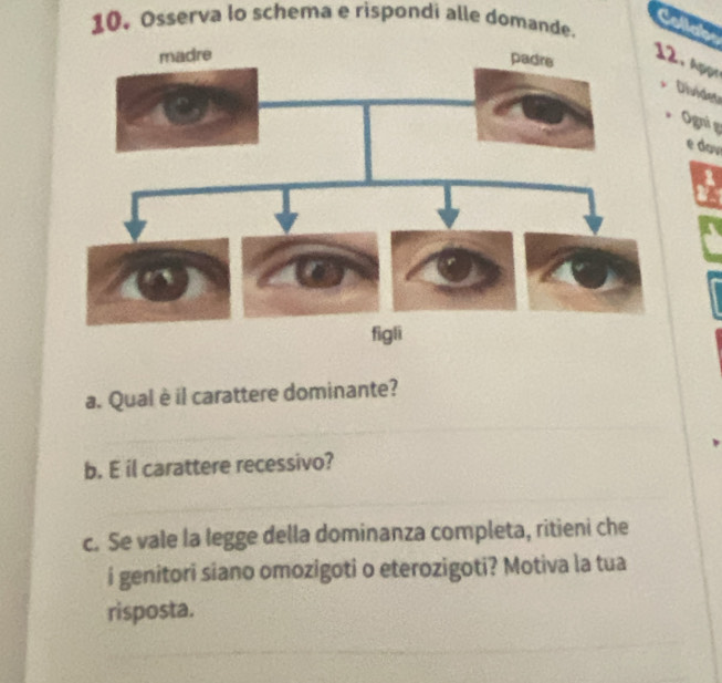 10,Osserva lo schema e rispondi alle domande. 
. Appr 
ivides 
Ognì g 
e dov 
a. Qual è il carattere dominante? 
b. E il carattere recessivo? 
c. Se vale la legge della dominanza completa, ritieni che 
i genitori siano omozigoti o eterozigoti? Motiva la tua 
risposta.