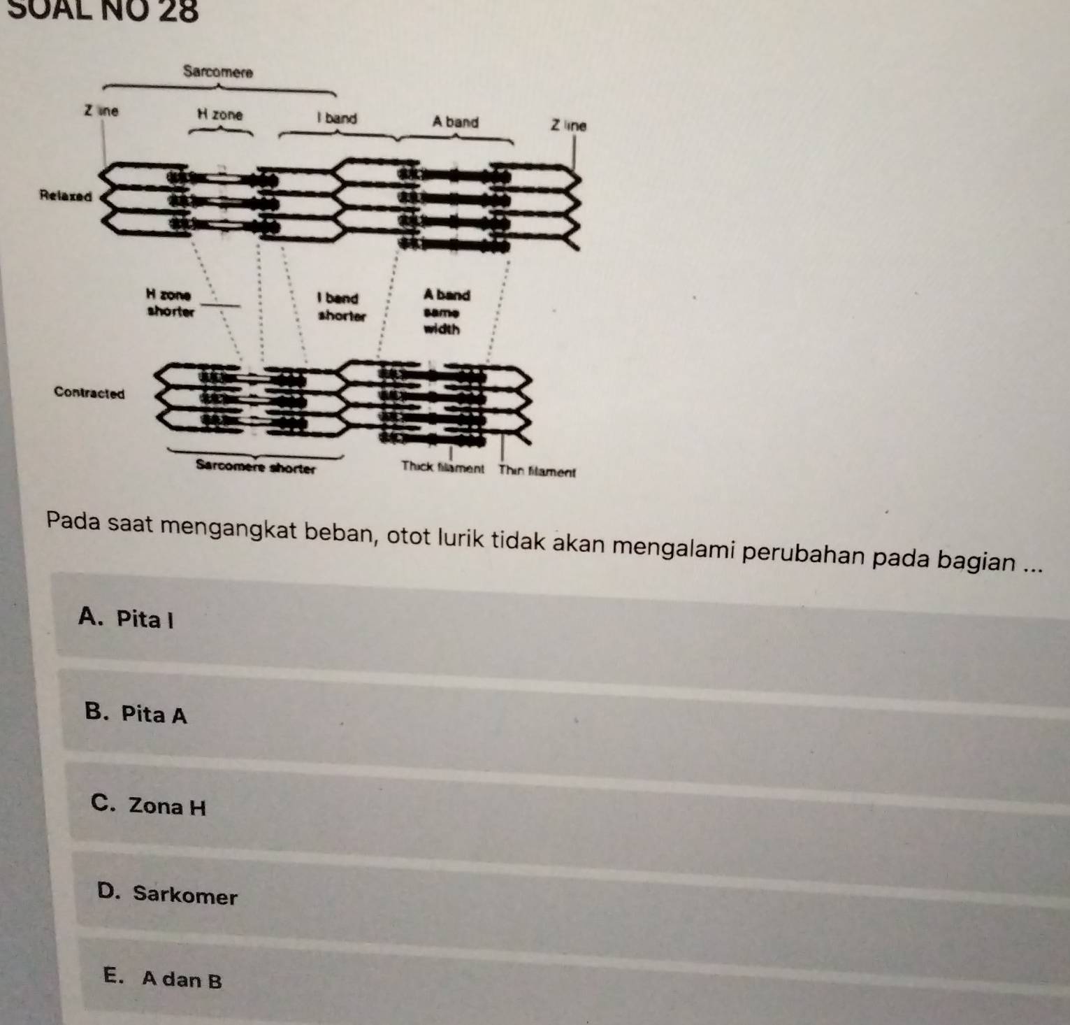 SÜAL ÑÖ 28
Pada saat mengangkat beban, otot lurik tidak akan mengalami perubahan pada bagian ...
A. Pita I
B. Pita A
C. Zona H
D. Sarkomer
E. A dan B