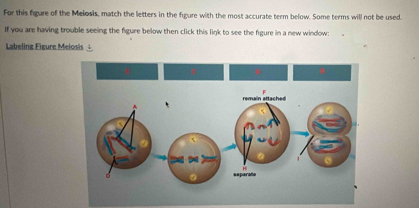 For this figure of the Meiosis, match the letters in the figure with the most accurate term below. Some terms will not be used. 
If you are having trouble seeing the figure below then click this link to see the fgure in a new window: 
Labeling Figure Meiosis