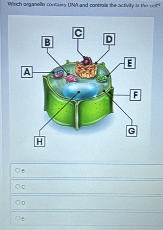 Which organelle contains DNA and controls the activity in the cell?
B
C
D
E