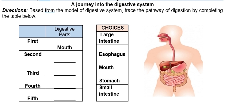 A journey into the digestive system 
Directions: Based from the model of digestive system, trace the pathway of digestion by completing 
the table below. 

_