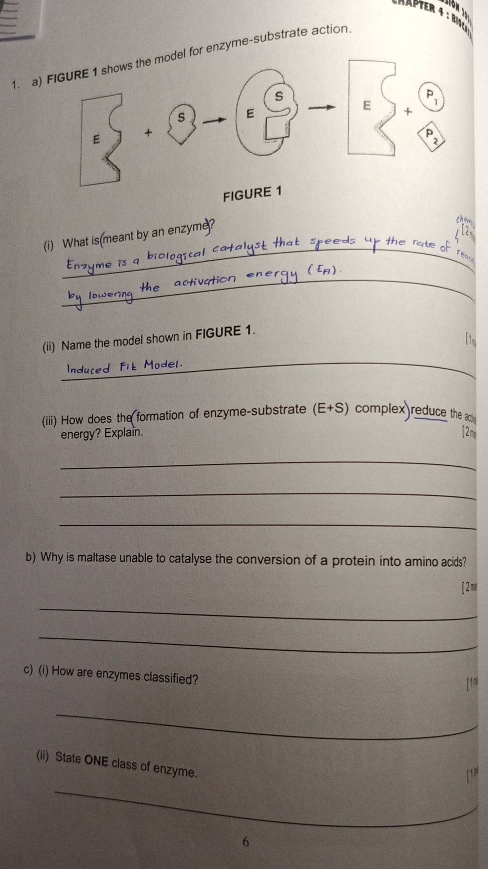 or enzyme-substrate action. 
_ 
(i) What is(meant by an enzyme? 
them 
_ 
(ii) Name the model shown in FIGURE 1. 
lim 
_ 
del 
(iii) How does the formation of enzyme-substrate (E+S) ( complex)reduce the acie 
energy? Explain. [2ma 
_ 
_ 
_ 
b) Why is maltase unable to catalyse the conversion of a protein into amino acids? 
[ 2ma 
_ 
_ 
c) (i) How are enzymes classified? 
『1 
_ 
(ii) State ONE class of enzyme. 
_ 
6