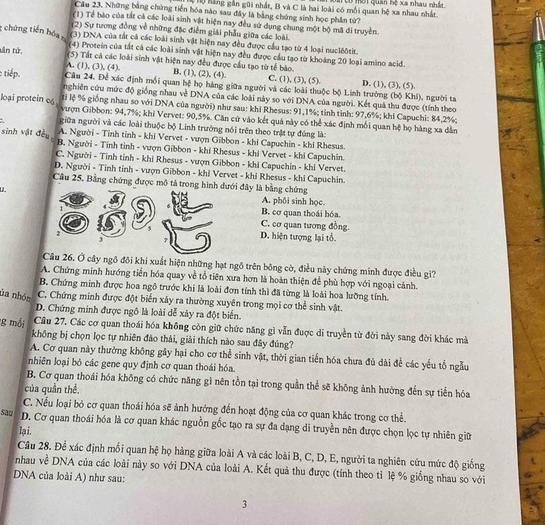 co môi quân hệ xa nhau nhất,
Tể ộ hằng gần gũi nhất, B và C là hai loài có mối quan hệ xa nhau nhất.
Câu 23, Những bằng chứng tiến hóa nào sau đây là bằng chứng sinh học phân tử?
(1) Tể bào của tắt cả các loài sinh vật hiện nay đều sử dụng chung một bộ mã di truyền.
(2) Sự tương đồng về những đặc điểm giải phẫu giữa các loài,
g chứng tiến hóa (3) DNA của tất cả các loài sinh vật hiện nay đều được cầu tạo từ 4 loại nuclêôtit.
(4) Protein của tất cả các loài sinh vật hiện nay đều được cầu tạo từ khoảng 20 loại amino acid.
tân tử. (5) Tất cả các loài sinh vật hiện nay đều được cấu tạo từ tế bào.
A. (1), (3), (4). B. (1), (2), (4). C. (1), (3), (5). D. (1), (3), (5).
: tiếp. Câu 24. Đề xác định mối quan hệ họ hàng giữa người và các loài thuộc bộ Linh trưởng (bộ Khi), người ta
nghiên cứu mức độ giống nhau về DNA của các loài này so với DNA của người. Kết quả thu được (tính theo
loại protein có ti lệ % giống nhau so với DNA của người) như sau: khỉ Rhesus: 91,1%; tinh tinh: 97,6%; khi Capuchi: 84,2%;
vượn Gibbon: 94,7%; khi Vervet: 90,5%. Căn cứ vào kết quả này có thể xác định mối quan hệ họ hàng xa dần
:. giữa người và các loài thuộc bộ Linh trưởng nói trên theo trật tự đúng là:
sinh vật đều A. Người - Tinh tinh - khi Vervet - vượn Gibbon - khỉ Capuchin - khi Rhesus.
B. Người - Tinh tinh - vượn Gibbon - khi Rhesus - khi Vervet - khi Capuchin.
C. Người - Tinh tinh - khỉ Rhesus - vượn Gibbon - khi Capuchin - khỉ Vervet.
D. Người - Tinh tinh - vượn Gibbon - khỉ Vervet - khi Rhesus - khi Capuchin.
Câu 25. Bằng chứng được mô tả trong hìnới đây là bằng chứng
L.A. phôi sinh học.
B. cơ quan thoái hóa.
C. cơ quan tương đồng.
D. hiện tượng lại tổ.
Câu 26. Ở cây ngô đôi khi xuất hiện những hạt ngô trên bông cờ, điều này chứng minh được điều gì?
A. Chứng minh hướng tiến hóa quay về tổ tiên xưa hơn là hoàn thiện để phù hợp với ngoại cảnh.
B. Chứng minh được hoa ngô trước khi là loài đơn tính thì đã từng là loài hoa lưỡng tính.
ủa nhóm C. Chứng minh được đột biển xảy ra thường xuyên trong mọi cơ thể sinh vật.
D. Chứng minh được ngô là loài dễ xảy ra đột biến.
g mối Câu 27. Các cơ quan thoái hóa không còn giữ chức năng gì vẫn đuợc di truyền từ đời này sang đời khác mà
không bị chọn lọc tự nhiên đào thải, giải thích nào sau đây đúng?
A. Cơ quan này thường không gây hại cho cơ thể sinh vật, thời gian tiến hóa chưa đủ dài để các yếu tố ngẫu
nhiên loại bỏ các gene quy định cơ quan thoái hóa.
B. Cơ quan thoái hóa không có chức năng gì nên tồn tại trong quần thể sẽ không ảnh hưởng đến sự tiến hóa
của quần thể.
C. Nếu loại bỏ cơ quan thoái hóa sẽ ảnh hưởng đến hoạt động của cơ quan khác trong cơ thể.
sau D. Cơ quan thoái hóa là cơ quan khác nguồn gốc tạo ra sự đa dạng di truyền nên được chọn lọc tự nhiên giữ
lại.
Câu 28. Để xác định mối quan hệ họ hàng giữa loài A và các loài B, C, D, E, người ta nghiên cứu mức độ giống
nhau về DNA của các loài này so với DNA của loài A. Kết quả thu được (tính theo tỉ lệ % giống nhau so với
DNA của loài A) như sau:
3