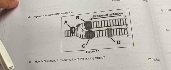 ii) Na 
d) Figure 17 illustrates 
iii) 
i) How is D involved in the formation of the lagging strand? 
(2 marks)