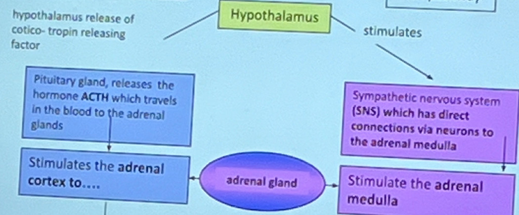 Hypothalamus 
hypothalamus release of stimulates 
cotico- tropin releasing 
factor 
Pituitary gland, releases the Sympathetic nervous system 
hormone ACTH which travels (SNS) which has direct 
in the blood to the adrenal connections via neurons to 
glands the adrenal medulla 
Stimulates the adrenal Stimulate the adrenal 
cortex to.... 
adrenal gland 
medulla