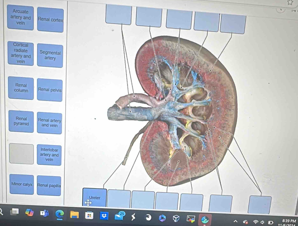 Arcuate 
artery and Renal cortex 
vein 
Cortical 
radiate Segmental 
artery and artery 
vein 
Renal 
column Renal pelvis 
Renal Renal artery 
pyramid and vein 
Interlobar 
artery and 
vein 
Minor calyx Renal papilla 
8:39 PM