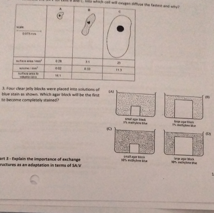 of cells a and c. Into which cell will oxygen diffuse the fastest and why?
A
c
scale
0.075 mm
suiface area 1mm^2 0.28 3 1 23
wolume /mm^3 0.02 0 50 11.3
surface area to 14: 1
volume ratro
3. Four clear jelly blocks were placed into solutions of (A)
blue stain as shown. Which agar block will be the first
to become completely stained? (B)
small agar block large agar block
1% methylone bue 1% methylone blue
(C)
(D)
small agar block large agar block
art 3 - Explain the importance of exchange 10% mothylene blue 10° l methylène blue
ructures as an adaptation in terms of SA:V
1