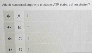 Which numbered organelle produces ATP during cell respiration?