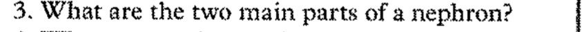 What are the two main parts of a nephron?