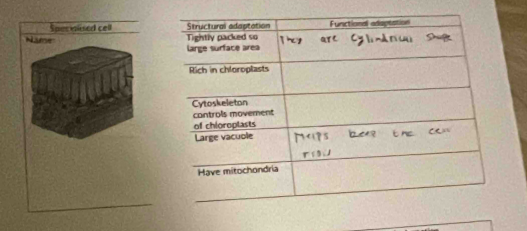 Sper mlised cell 
Name