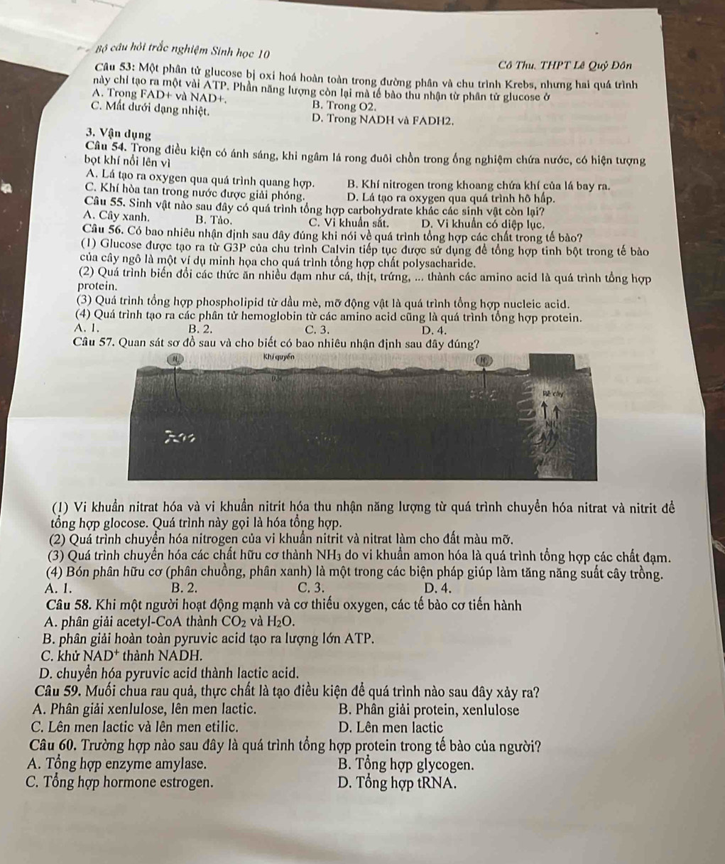 Bộ câu hỏi trắc nghiệm Sinh học 10
Cô Thu. THPT Lê Quỷ Đôn
Câu 53: Một phân tử glucose bị oxi hoá hoàn toàn trong đường phần và chu trình Krebs, nhưng hai quá trình
này chỉ tạo ra một vài ATP. Phần năng lượng còn lại mà tế bào thu nhận từ phân tử glucose ở
A. Trong FAD+ và NAD+. B. Trong O2.
C. Mất dưới dạng nhiệt. D. Trong NADH và FADH2.
3. Vận dụng
Câu 54. Trong điều kiện có ánh sáng, khi ngâm lá rong đuôi chồn trong ống nghiệm chứa nước, có hiện tượng
bọt khí nổi lên vì
A. Lá tạo ra oxygen qua quá trình quang hợp. B. Khí nitrogen trong khoang chứa khí của lá bay ra.
a
C. Khí hòa tan trong nước được giải phóng. D. Lá tạo ra oxygen qua quá trình hô hấp.
Câu 55. Sinh vật nào sau đây có quá trình tổng hợp carbohydrate khác các sinh vật còn lại?
A. Cây xanh. B. Tảo. C. Vi khuẩn sắt. D. Vi khuẩn có diệp lục.
Câu 56. Có bao nhiêu nhận định sau đây đúng khi nói về quá trình tổng hợp các chất trong tế bào?
(1) Glucose được tạo ra từ G3P của chu trình Calvin tiếp tục được sử dụng để tổng hợp tinh bột trong tế bảo
của cây ngô là một ví dụ minh họa cho quá trình tổng hợp chất polysacharide.
(2) Quá trình biến đổi các thức ăn nhiều đạm như cả, thịt, trứng, ... thành các amino acid là quá trình tổng hợp
protein.
(3) Quá trình tổng hợp phospholipid từ dầu mè, mỡ động vật là quá trình tổng hợp nucleic acid.
(4) Quá trình tạo ra các phân tử hemoglobin từ các amino acid cũng là quá trình tổng hợp protein.
A. 1. B. 2. C. 3. D. 4.
Câu 57. Quan sát sơ đồ sau và cho biết có bao nhiêu nhận định sau đây đúng?
(1) Vi khuẩn nitrat hóa và vi khuẩn nitrit hóa thu nhận năng lượng từ quá trình chuyển hóa nitrat và nitrit đề
tổng hợp glocose. Quá trình này gọi là hóa tổng hợp.
(2) Quá trình chuyển hóa nitrogen của vi khuẩn nitrit và nitrat làm cho đất màu mỡ.
(3) Quá trình chuyển hóa các chất hữu cơ thành NH_3 do vi khuẩn amon hóa là quá trình tổng hợp các chất đạm.
(4) Bón phân hữu cơ (phân chuồng, phân xanh) là một trong các biện pháp giúp làm tăng năng suất cây trồng.
A. 1. B. 2. C. 3. D.4.
Câu 58. Khi một người hoạt động mạnh và cơ thiếu oxygen, các tế bào cơ tiến hành
A. phân giải acetyl-CoA thành CO_2 và H_2O.
B. phân giải hoàn toàn pyruvic acid tạo ra lượng lớn ATP.
C. khử NAD^+ thành NADH.
D. chuyền hóa pyruvic acid thành lactic acid.
Câu 59. Muối chua rau quả, thực chất là tạo điều kiện để quá trình nào sau đây xảy ra?
A. Phân giải xenlulose, lên men lactic.  B. Phân giải protein, xenlulose
C. Lên men lactic và lên men etilic. D. Lên men lactic
Câu 60. Trường hợp nào sau đây là quá trình tổng hợp protein trong tế bào của người?
A. Tổng hợp enzyme amylase. B. Tổng hợp glycogen.
C. Tổng hợp hormone estrogen. D. Tổng hợp tRNA.