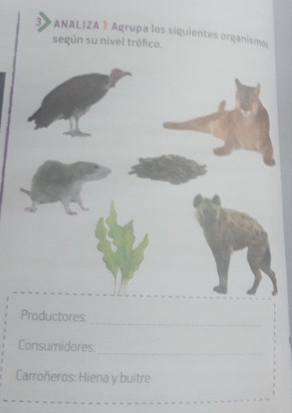 3> * ANALIZA ® Agrupa los siguientes organismos 
según su nivel trófico. 
_ 
Productores: 
_ 
Consumidores: 
Carroñeros: Hiena y buitre